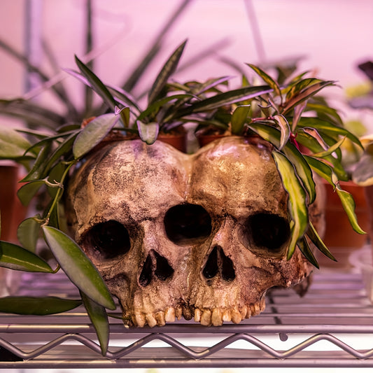 Human Skull Flower Pot Decoration